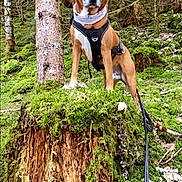 Olden participe au concours pour gagner de l'argent avec cette photo : dog, forest, tree_stump, moss, nature, outdoor, harness, leash, brown_dog, canine, tree, woods, animal, pet, standing, alert, greenery, wildlife, adventure, scenic