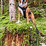 dog, forest, tree_stump, moss, nature, outdoor, harness, leash, brown_dog, canine, tree, woods, animal, pet, standing, alert, greenery, wildlife, adventure, scenic