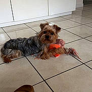 Brownie participe au concours pour gagner de l'argent avec cette photo : animal, brown, cabinet, companion, cozy, cute, dog, domestic, floor, fur, home, indoor, lying_down, pet, playful, relaxed, rope_toy, small_dog, tile, toy