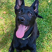 Arvid participe au concours pour gagner de l'argent avec cette photo : animal, black_dog, canine, collar, cute, daylight, dog, ears_up, friendly, grass, happy, looking_up, mammal, nature, outdoor, pet, playful, sitting, summer, tongue_out