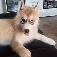 Snow participe au concours pour gagner de l'argent avec cette photo : puppy, husky, dog, tongue_out, indoor, furniture, wooden_floor, cabinet, decor, cute, pet, animal, fur, paw, relaxed, young, mammal, domestic_animal, one_eye_blue, one_eye_brown