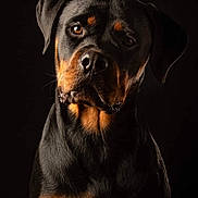 Tahïa participe au concours pour gagner de l'argent avec cette photo : alert, animal, black_background, brown_markings, canine, closeup, dog, domestic_animal, ears, expression, fur, head, looking_at_camera, muzzle, pet, portrait, rottweiler, sitting, studio_lighting, whiskers