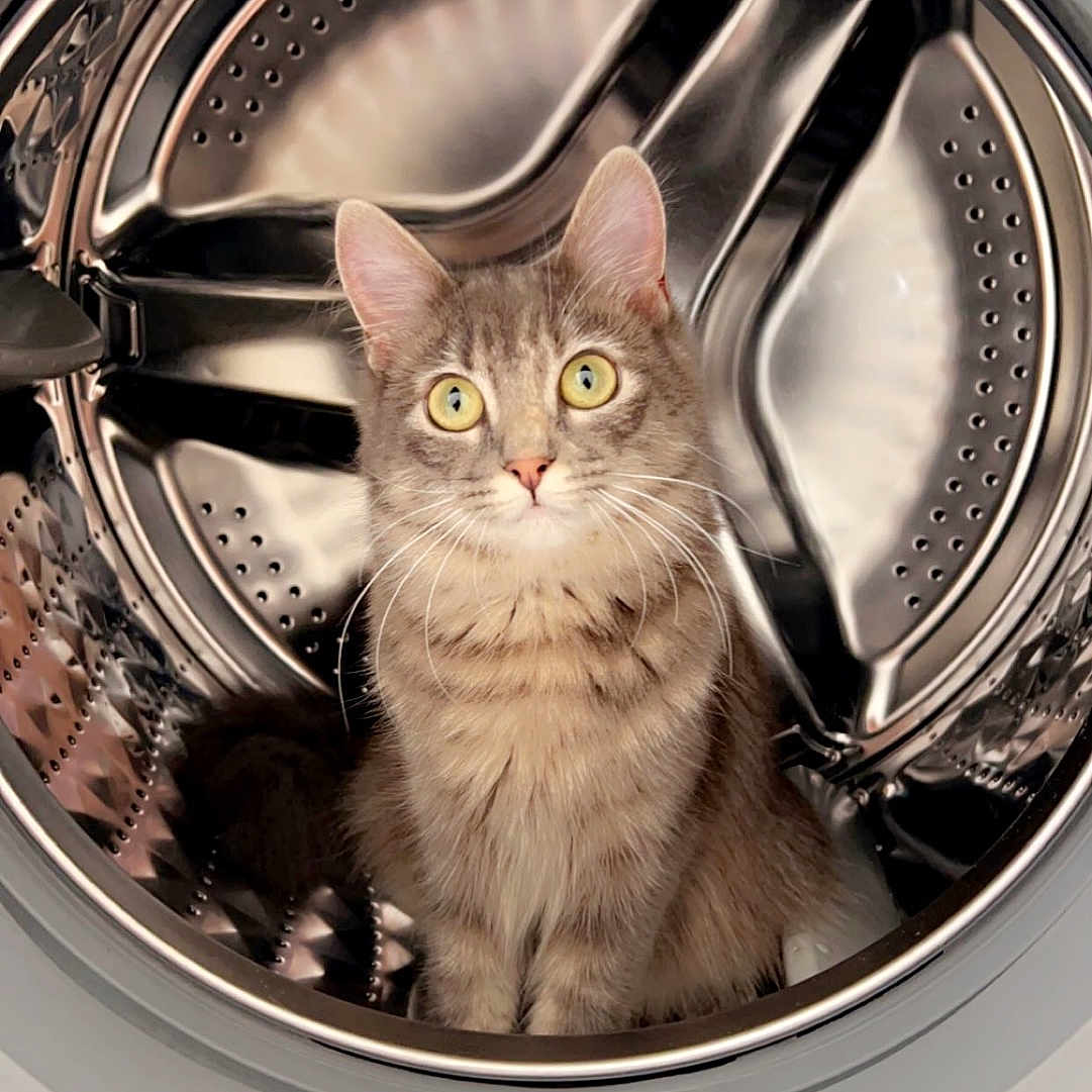 Ava a rejoint le concours — aidez-le/la à gagner de superbes lots ! animal, appliance, cat, clean, closeup, curious, domestic, drum, ears, eyes, feline, fur, household, indoor, metal, pet, reflection, still, tabby, washing_machine
