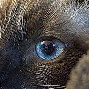 Kai a rejoint le concours — aidez-le/la à gagner de superbes lots ! cat, close_up, eye, blue_eye, fur, whiskers, animal, pet, indoor, reflection, macro, detail, mammal, feline, whisker, portrait, cute, soft_light, texture, focus