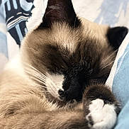 Kai participe au concours pour gagner de l'argent avec cette photo : animal, bed, blanket, cat, closeup, cozy, cute, domestic_animal, fur, indoor, mammal, nap, paw, pet, relaxation, resting, siamese_cat, sleeping, soft, whiskers
