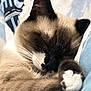 animal, bed, blanket, cat, closeup, cozy, cute, domestic_animal, fur, indoor, mammal, nap, paw, pet, relaxation, resting, siamese_cat, sleeping, soft, whiskers