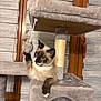 cat, siamese_cat, cat_tree, toy, indoor, pet, feline, playful, curious, paw, fur, whiskers, window, wood, carpeted, animal, pet_toy, climbing, scratching_post, cute