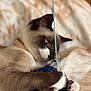 Kai a rejoint le concours — aidez-le/la à gagner de superbes lots ! cat, siamese, toy, string, paws, playing, pet, feline, closeup, soft, blanket, indoor, relaxed, cute, fur, whiskers, ears, animal, sleepy, cozy
