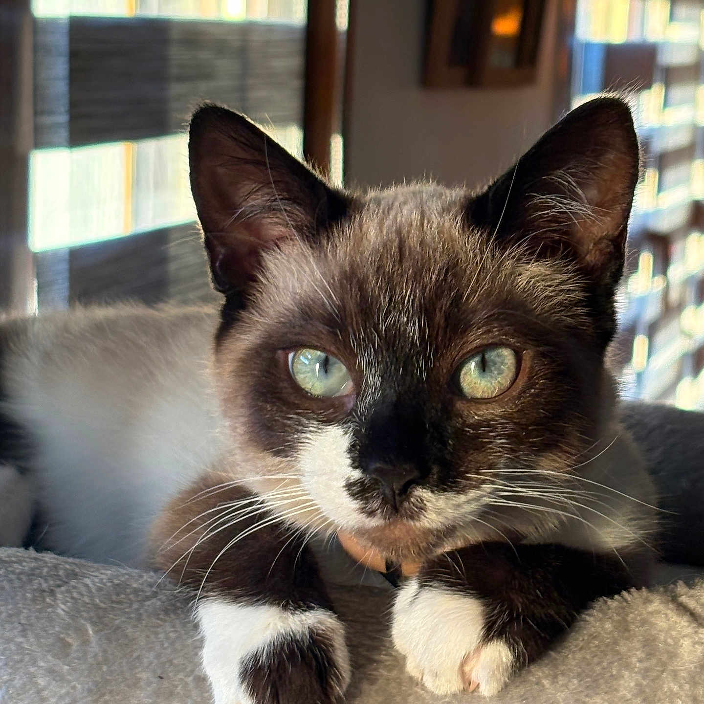 Kai a rejoint le concours — aidez-le/la à gagner de superbes lots ! alert, animal, blue_eyes, cat, close_up, curious, domestic_cat, feline, fur, indoor, muzzle, paws, pet, portrait, relaxed, resting, soft_surface, sunlight, whiskers, window_blinds