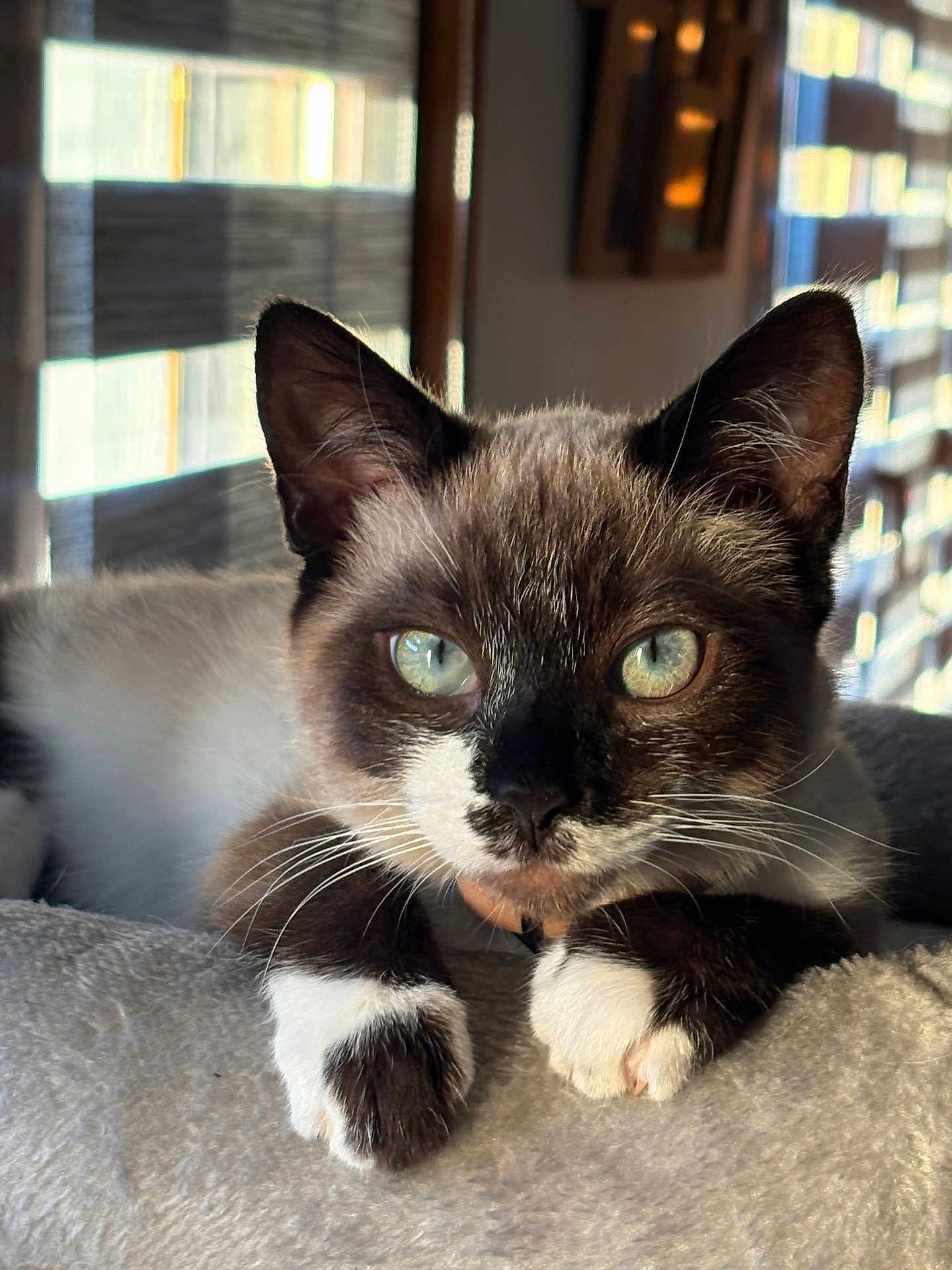 Kai a rejoint le concours — aidez-le/la à gagner de superbes lots ! cat, close_up, blue_eyes, whiskers, paws, feline, indoor, sunlight, window_blinds, soft_surface, relaxed, resting, portrait, animal, pet, domestic_cat, fur, alert, curious, muzzle