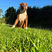 Kayen participe au concours pour gagner de l'argent avec cette photo : dog, brown_and_white, grass, outdoor, sunny, blue_sky, nature, pet, canine, fence, greenery, yard, animal, portrait, sitting, daylight, muzzle, ears, alert, domestic