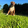 dog, brown_and_white, grass, outdoor, sunny, blue_sky, nature, pet, canine, fence, greenery, yard, animal, portrait, sitting, daylight, muzzle, ears, alert, domestic