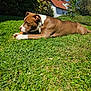 dog, grass, outdoor, sunny, house, blue_sky, leafy_bushes, pet, chewing, brown_dog, white_dog, lawn, summer, animal, canine, nature, daylight, relaxation, peaceful, backyard