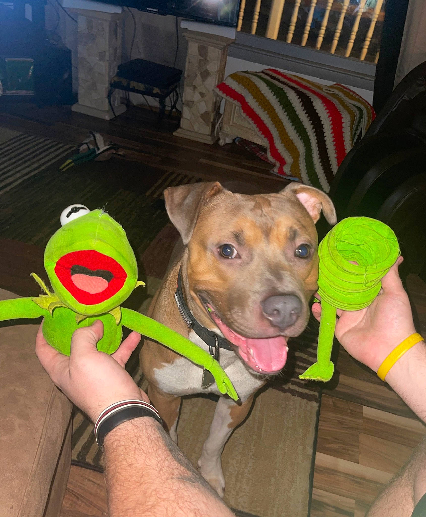 Rocky is registered to the contest to win money with this photo: canidae, carnivore, chair, collar, companion_dog, couch, dog, dog_breed, dog_clothes, dog_collar, dog_supply, fashion_accessory, fawn, fun, leash, personal_protective_equipment, pet_supply, snout, sporting_group, working_animal