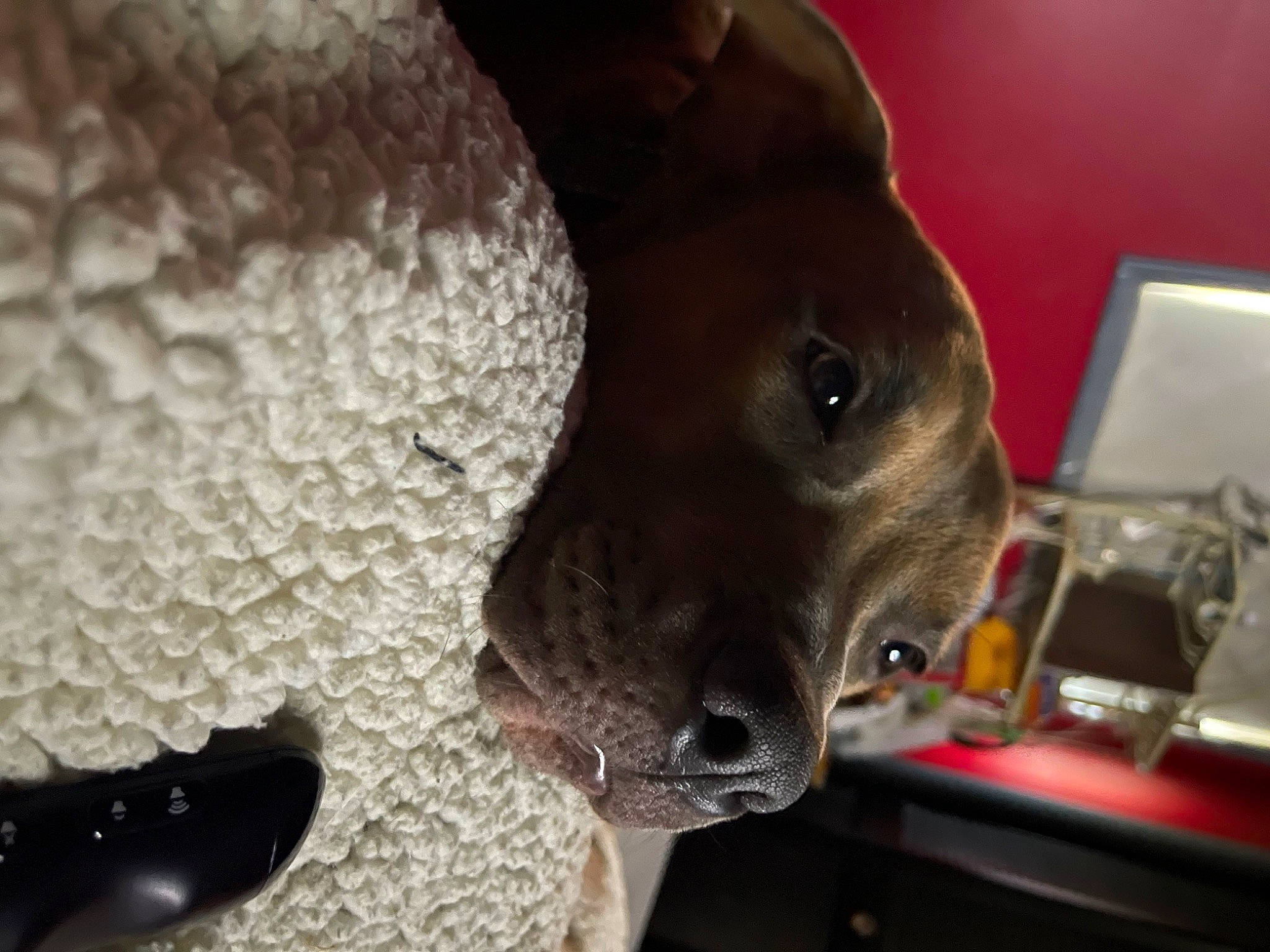 Rocky joined the competition — help win amazing prizes! canidae, carnivore, collar, companion_dog, dog, dog_breed, ear, fashion_accessory, fawn, fur, laptop, liver, non_sporting_group, pet_supply, snout, sporting_group, terrestrial_animal, whiskers, working_animal