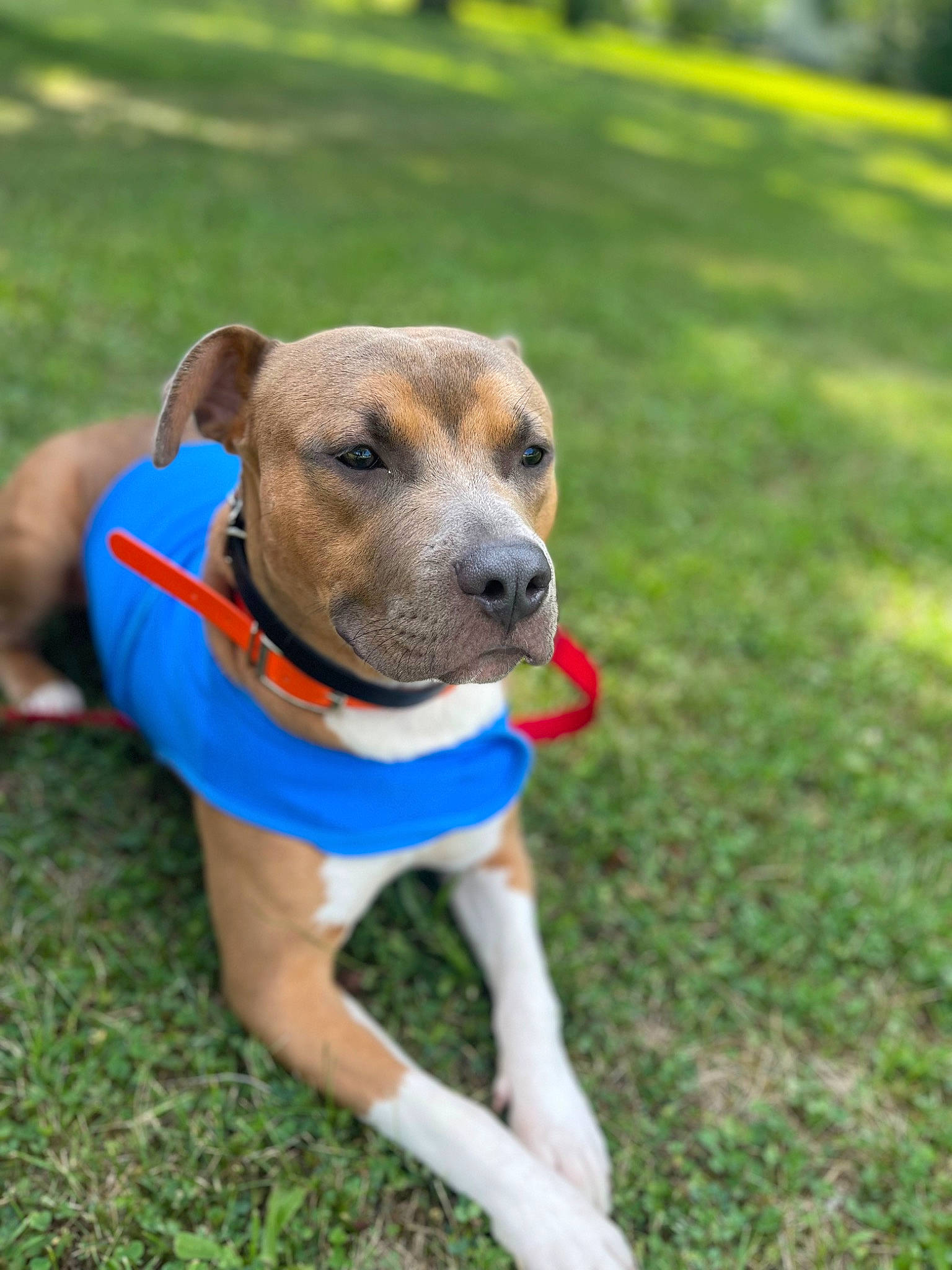 Rocky is registered to the contest to win money with this photo: carnivore, collar, companion_dog, dog, dog_breed, dog_clothes, dog_collar, dog_supply, fawn, grass, groundcover, hunting_dog, leash, non_sporting_group, pet_supply, plant, puppy, sporting_group, working_animal, working_dog