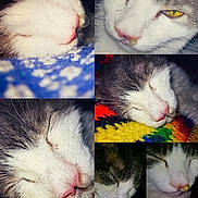 Dink joined the competition — help win amazing prizes! animal, bubble, cat, close_up, collage, colorful, cozy, cute, domestic, feline, gray_and_white, indoor, knitted_blanket, nose, pet, portrait, resting, sleeping, soft_texture, whiskers