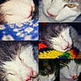 animal, bubble, cat, close_up, collage, colorful, cozy, cute, domestic, feline, gray_and_white, indoor, knitted_blanket, nose, pet, portrait, resting, sleeping, soft_texture, whiskers