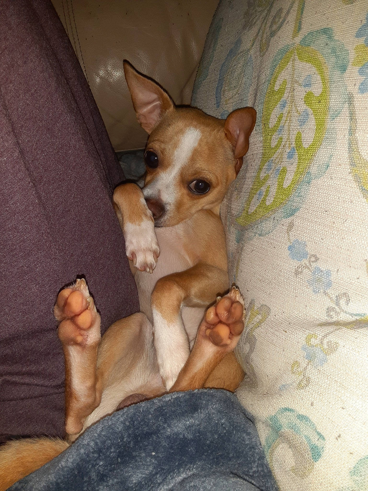 Brownie is registered to the contest to win money with this photo: barefoot, canidae, carnivore, chihuahua, comfort, companion_dog, dog, dog_breed, fawn, foot, linens, liver, nail, non_sporting_group, paw, snout, sporting_group, toe, toy_dog, working_animal