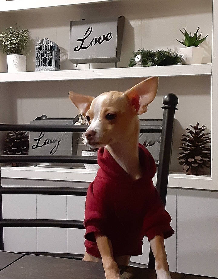 Brownie joined the competition — help win amazing prizes! canidae, carnivore, collar, companion_dog, dog, dog_breed, dog_clothes, dog_supply, houseplant, non_sporting_group, pet_supply, shelf, shelving, snout, sporting_group, tail, toy, vertebrate, working_animal, working_dog