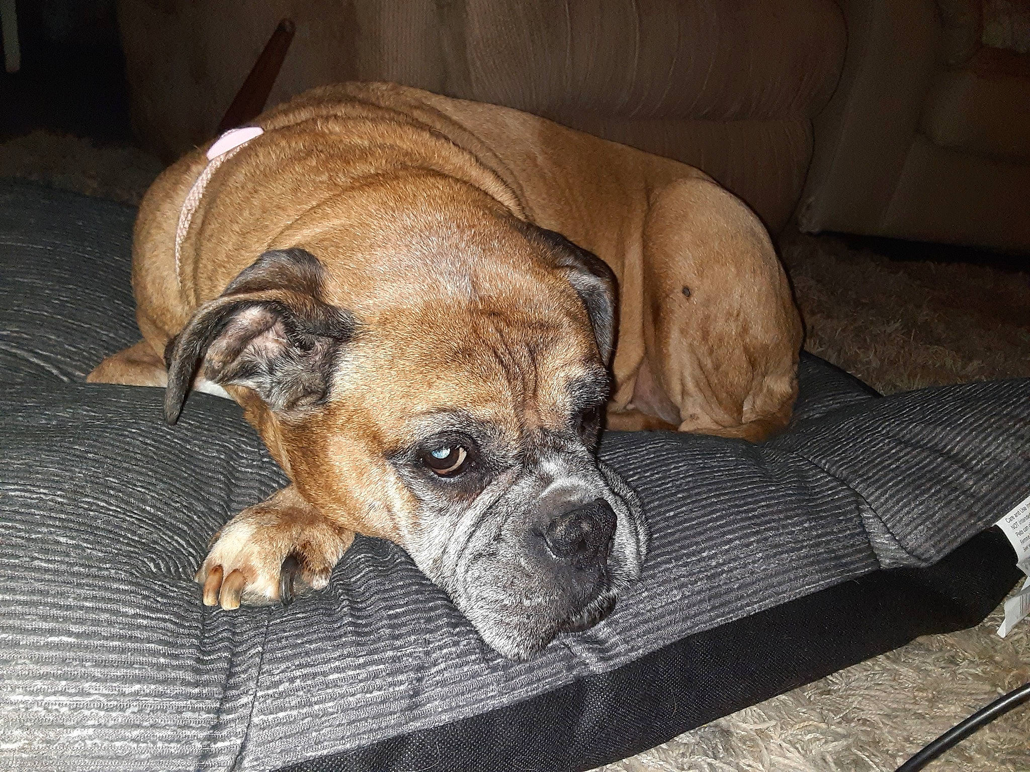 Sadie is registered to the contest to win money with this photo: beige, boxer, brown, canidae, carnivore, companion_dog, dog, dog_breed, fawn, guard_dog, liver, mammal, mat, old_english_bulldog, snout, sporting_group, tan, whiskers, working_animal, working_dog