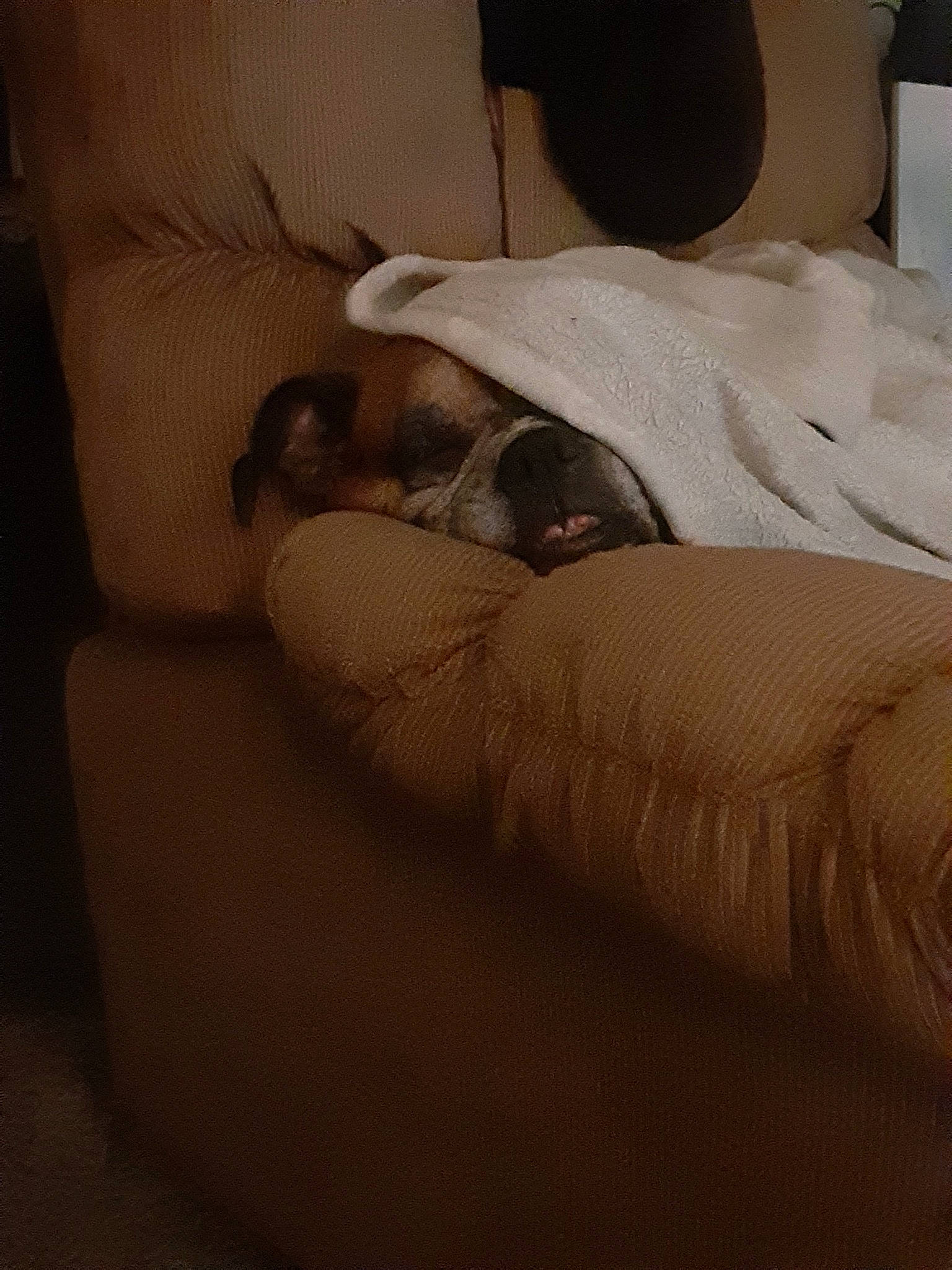 Sadie is registered to the contest to win money with this photo: bedding, bedroom, blanket, comfort, linens, living_room, slipcover