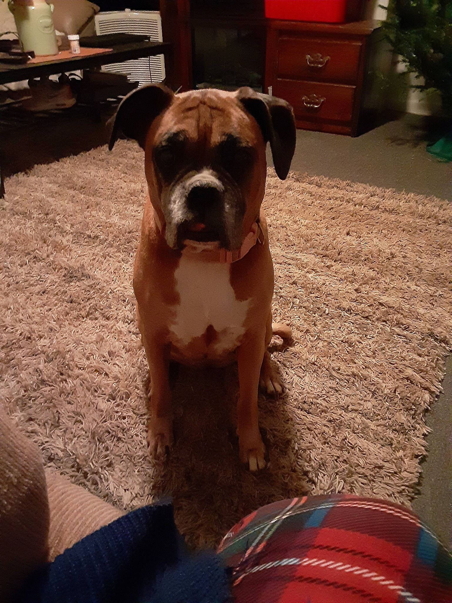 Sadie is registered to the contest to win money with this photo: boxer, cabinetry, canidae, carnivore, chest_of_drawers, companion_dog, dog, dog_breed, dog_supply, fawn, floor, flooring, liver, mat, old_english_bulldog, pet_supply, snout, sporting_group, working_animal, working_dog