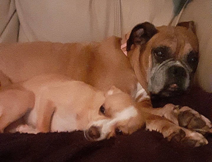 Sadie is registered to the contest to win money with this photo: beige, boxer, bulldog, canidae, carnivore, companion_dog, dog, dog_breed, fawn, liver, mammal, molosser, non_sporting_group, old_english_bulldog, pet_supply, snout, sporting_group, working_animal, working_dog, wrinkle