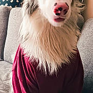 Richie a rejoint le concours — aidez-le/la à gagner de superbes lots ! animal, blanket, blue_eyes, canine, companion, couch, cozy, curious, dog, domestic_animal, ears_up, fluffy, fur, furniture, indoor, pet, pink_nose, portrait, red_shirt, sitting