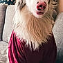 animal, blanket, blue_eyes, canine, companion, couch, cozy, curious, dog, domestic_animal, ears_up, fluffy, fur, furniture, indoor, pet, pink_nose, portrait, red_shirt, sitting