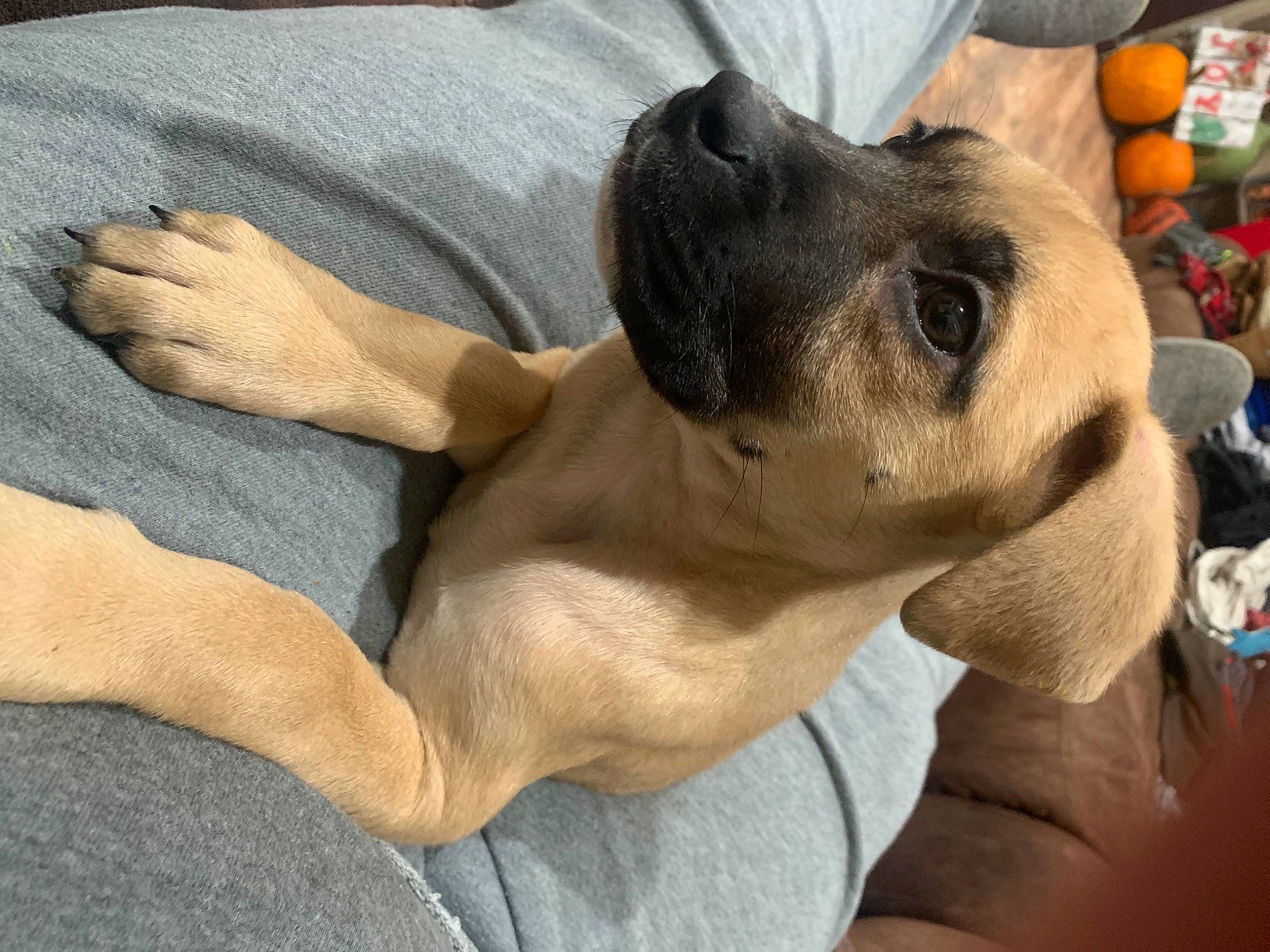 Rosie is registered to the contest to win money with this photo: carnivore, citrus, clementine, comfort, companion_dog, dog, dog_breed, ear, fawn, fruit, fur, gesture, nail, paw, puppy_love, snout, sporting_group, tangelo, whiskers, working_animal