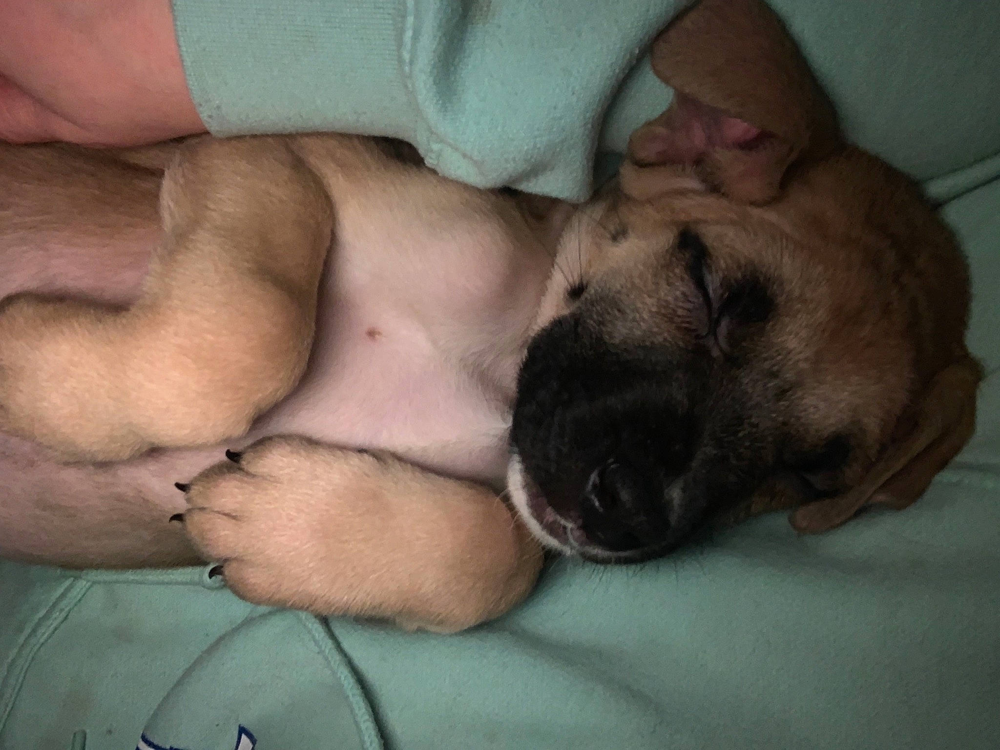 Rosie joined the competition — help win amazing prizes! abdomen, barechested, canidae, carnivore, chest, comfort, companion_dog, dog, dog_breed, fawn, fur, gesture, human_leg, paw, snout, sporting_group, thigh, trunk, whiskers, wrinkle