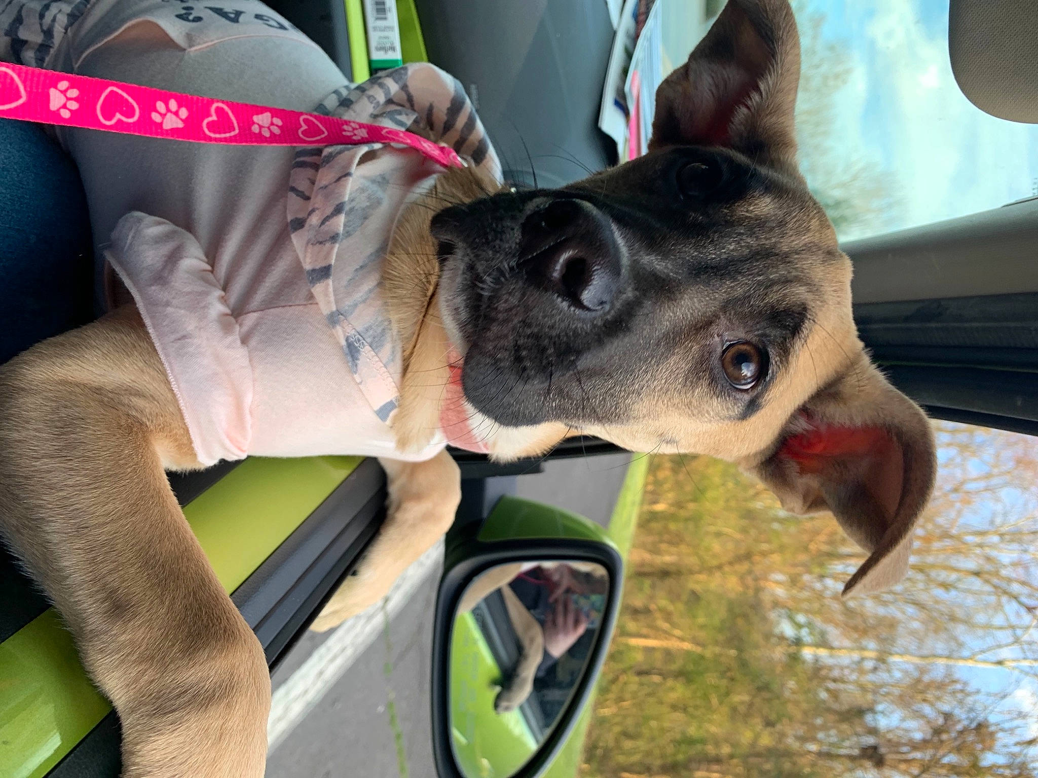 Rosie joined the competition — help win amazing prizes! auto_part, automotive_mirror, bicycle_wheel, canidae, carnivore, collar, companion_dog, dog, dog_breed, dog_collar, fashion_accessory, fawn, mirror, personal_protective_equipment, plant, snout, sporting_group, tree, vehicle, working_animal
