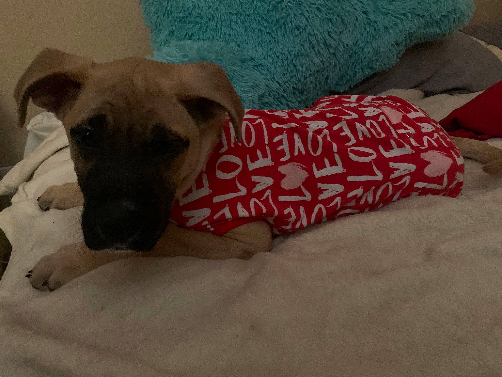 Rosie joined the competition — help win amazing prizes! canidae, carnivore, comfort, companion_dog, couch, dog, dog_breed, dog_supply, fawn, fur, grey, linens, paw, pet_supply, snout, sporting_group, terrestrial_animal, toy_dog, whiskers, working_animal