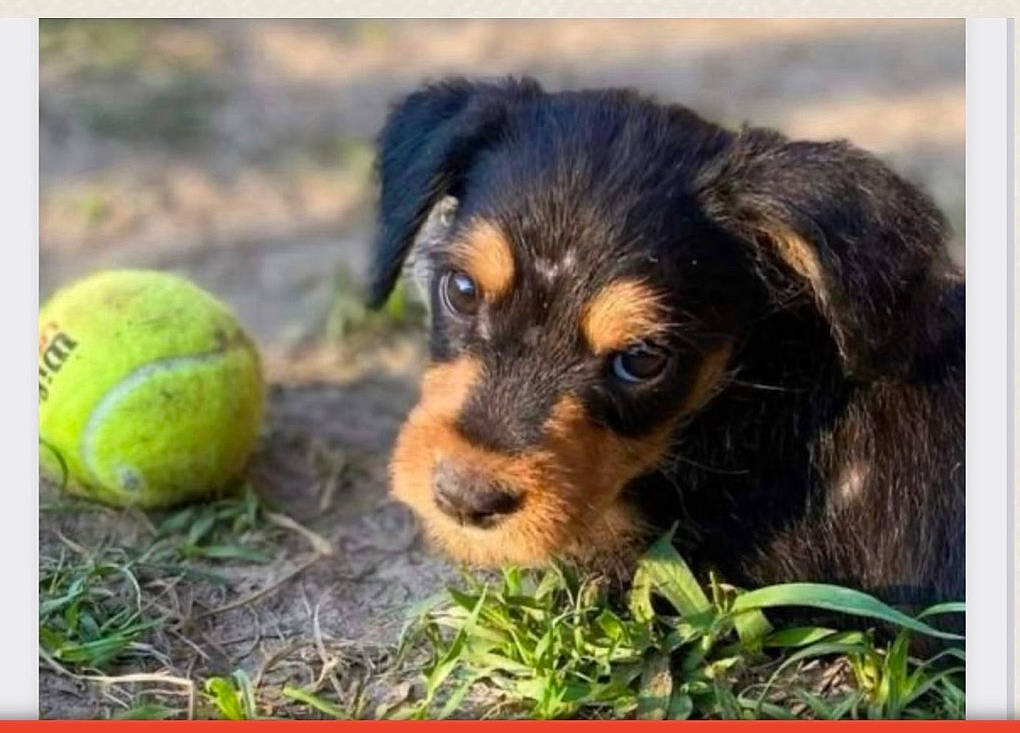 Grady joined the competition — help win amazing prizes! ball, canidae, carnivore, companion_dog, dog, dog_breed, fawn, fur, grass, heat, plant, recipe, soil, sporting_group, sports_equipment, tennis_ball, tennis_equipment, terrestrial_animal, toy_dog, working_dog