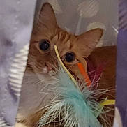 Simba joined the competition — help win amazing prizes! cat, electric_blue, fawn, feather, felidae, fur, small_to_medium_sized_cats, snout, tail, terrestrial_animal, whiskers, working_animal