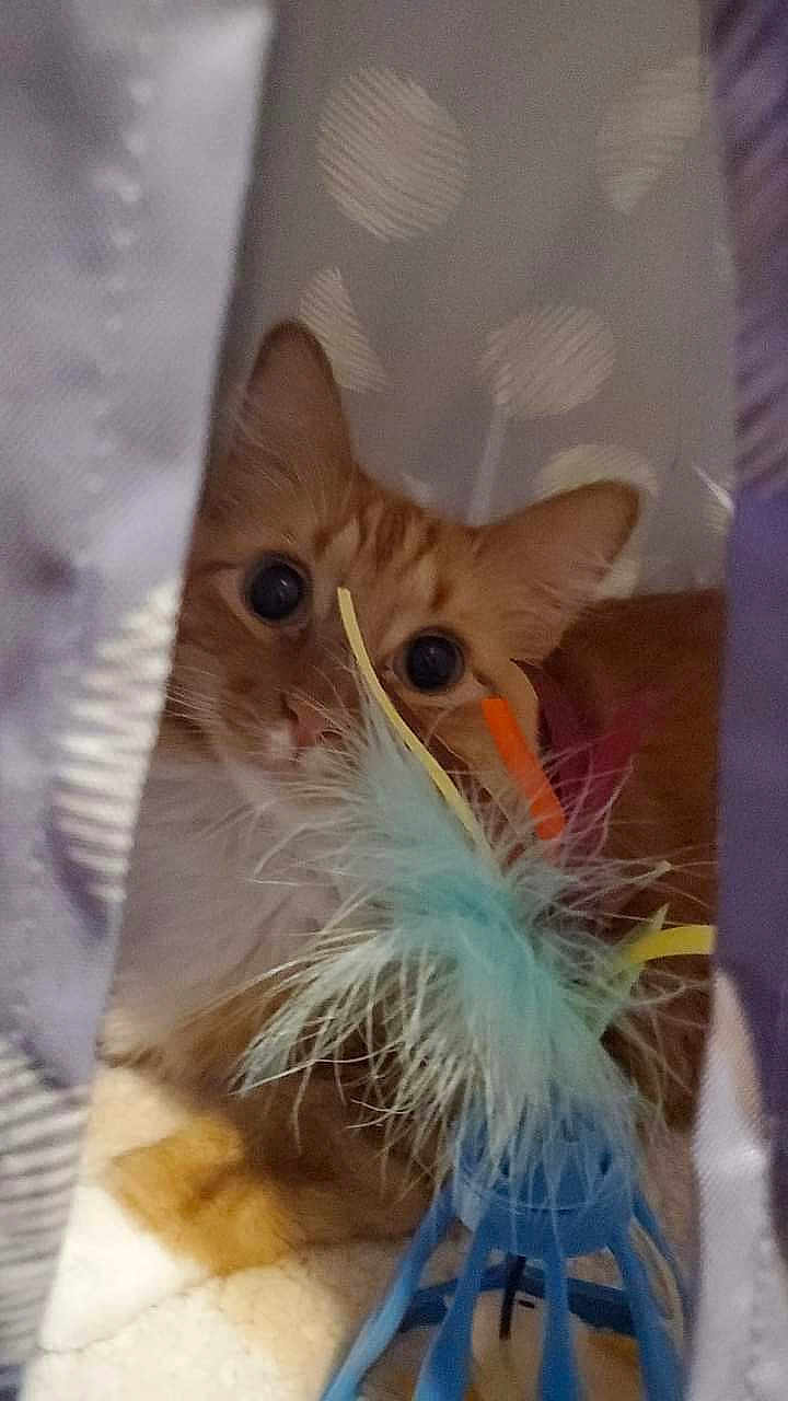 Simba