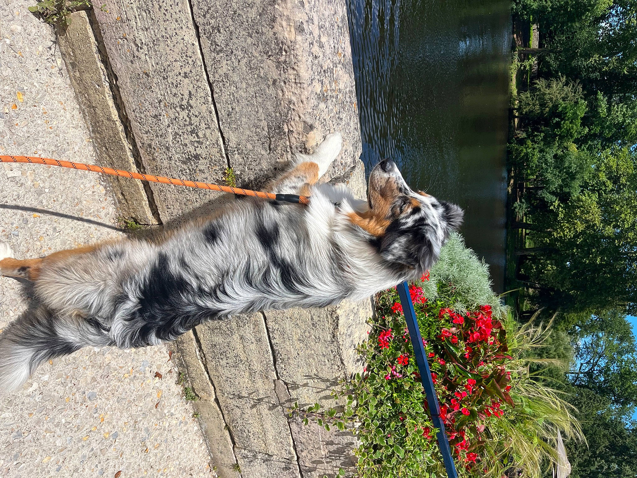 Timba participe au concours pour gagner de l'argent avec cette photo : carnivore, cat, domestic_short_haired_cat, fawn, felidae, flagstone, flower, fur, grass, paw, plant, road_surface, sidewalk, small_to_medium_sized_cats, snout, tail, terrestrial_animal, tree, whiskers, window