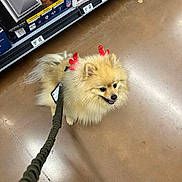 Sir Maverick joined the competition — help win amazing prizes! dog, pomeranian, leash, antlers, pet, store, shopping, floor, shelf, product, happy, fluffy, small_dog, indoor, brown_floor, retail, cute, animal, holiday_accessory, walking