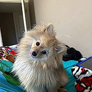 Sir Maverick is registered to the contest to win money with this photo: animal, bed, blanket, colorful, cozy, curious, cute, dog, door, ears, eyes, fluffy, fur, head_tilt, indoor, pet, pomeranian, portrait, room, snout