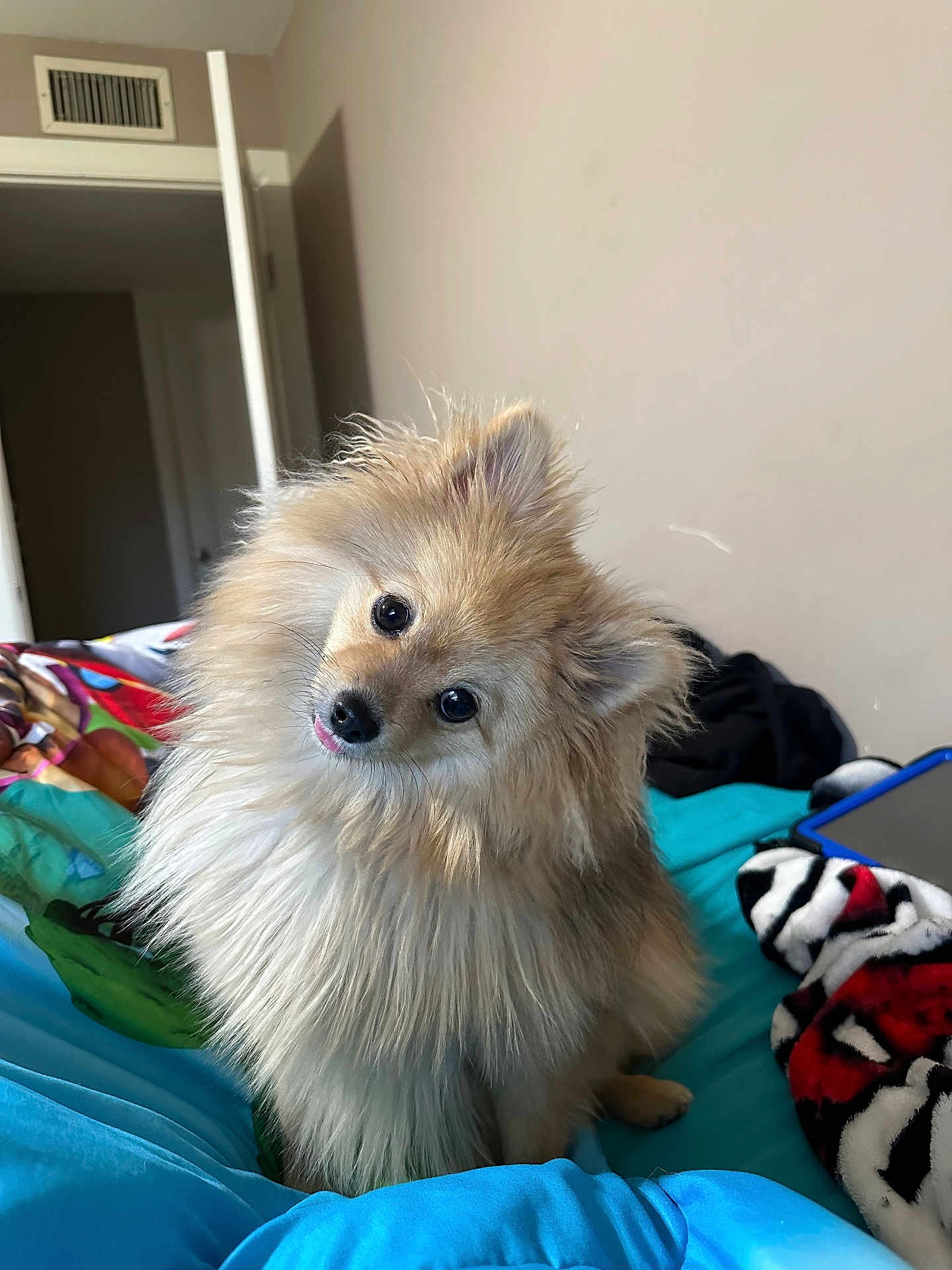Sir Maverick
