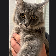 Pablo participe au concours pour gagner de l'argent avec cette photo : cat, gray_cat, fluffy, feline, pet, animal, golden_eyes, whiskers, ears, paws, fur, portrait, close_up, being_held, indoor, home, photography, phone_screen, editing_interface, cute