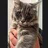 cat, gray_cat, fluffy, feline, pet, animal, golden_eyes, whiskers, ears, paws, fur, portrait, close_up, being_held, indoor, home, photography, phone_screen, editing_interface, cute