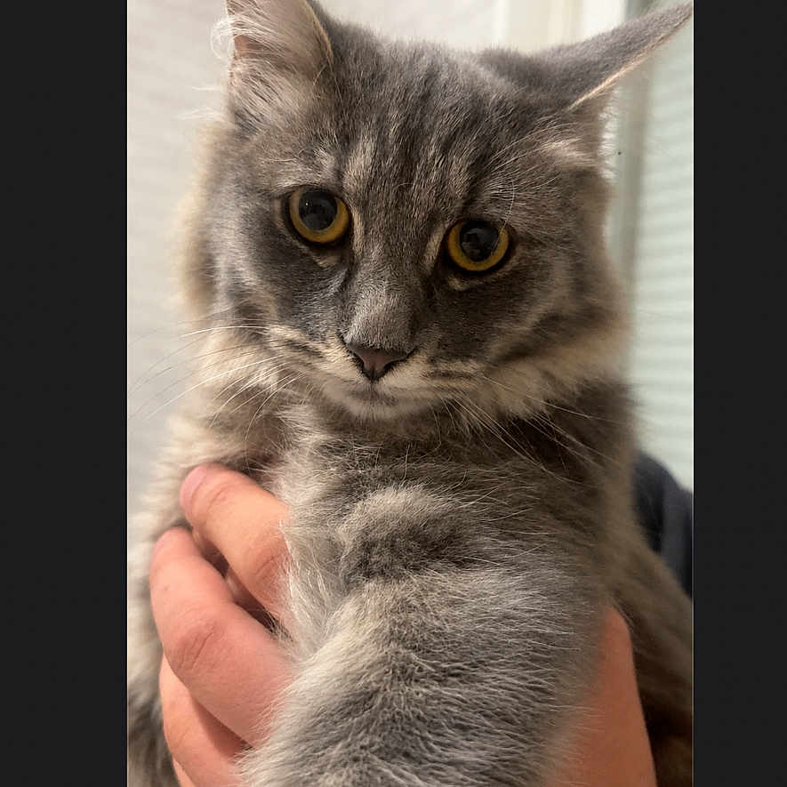 Pablo participe au concours pour gagner de l'argent avec cette photo : cat, gray_cat, fluffy, feline, pet, animal, golden_eyes, whiskers, ears, paws, fur, portrait, close_up, being_held, indoor, home, photography, phone_screen, editing_interface, cute