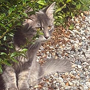 Pablo a rejoint le concours — aidez-le/la à gagner de superbes lots ! cat, gray_cat, animal, pet, outdoor, greenery, bushes, leaves, rocks, pebbles, fur, whiskers, tail, nature, sunlight, curious, sitting, mammal, eyes, garden