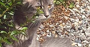 Pablo a rejoint le concours — aidez-le/la à gagner de superbes lots ! animal, bushes, cat, curious, eyes, fur, garden, gray_cat, greenery, leaves, mammal, nature, outdoor, pebbles, pet, rocks, sitting, sunlight, tail, whiskers