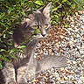 cat, gray_cat, animal, pet, outdoor, greenery, bushes, leaves, rocks, pebbles, fur, whiskers, tail, nature, sunlight, curious, sitting, mammal, eyes, garden
