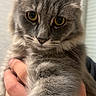 Pablo participe au concours pour gagner de l'argent avec cette photo : cat, gray_cat, fluffy, fur, pet, animal, portrait, close_up, face, eyes, ears, whiskers, paw, indoor, hand, human, adorable, staring, vertical_photo, soft_lighting