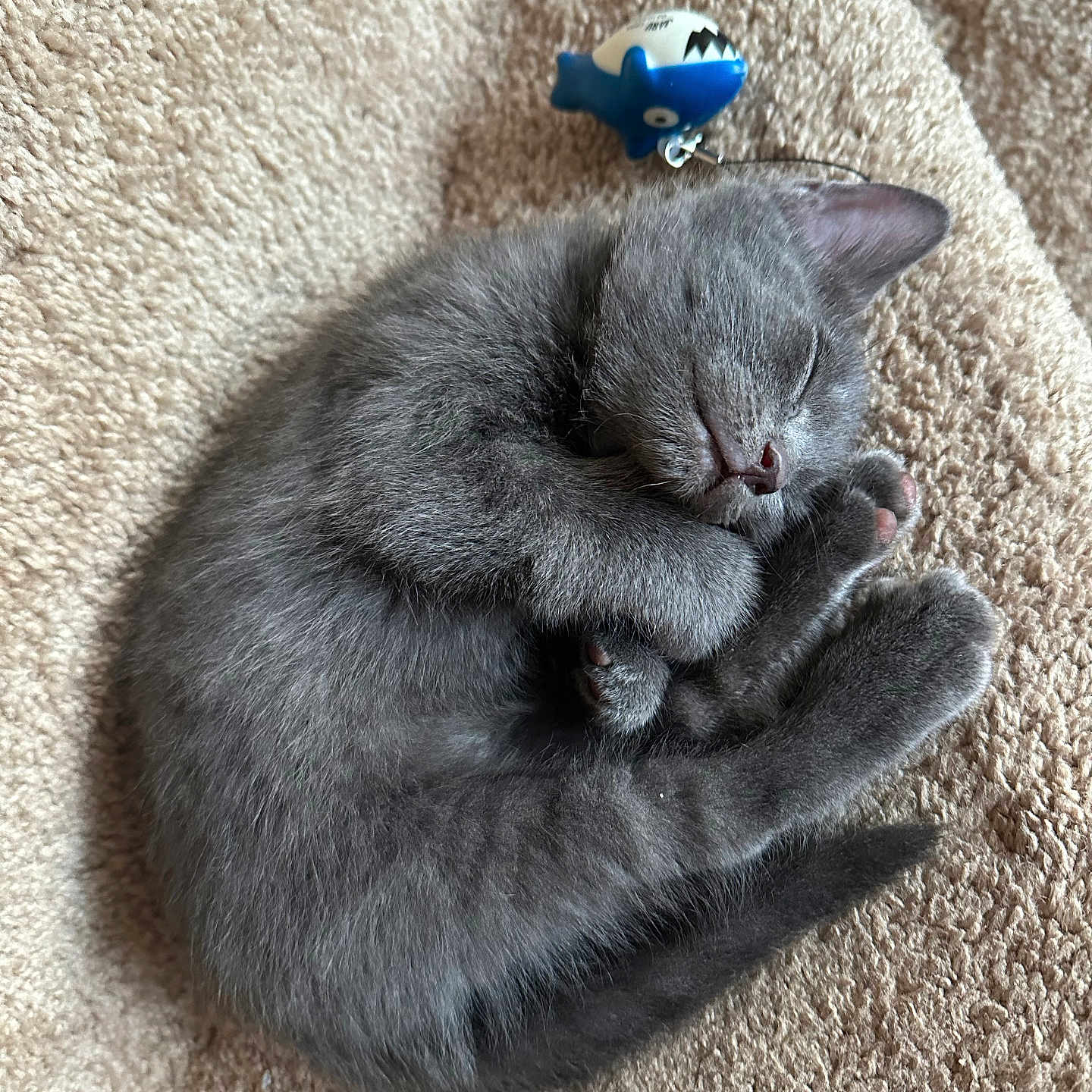 Milo joined the competition — help win amazing prizes! abyssinian, angora, animal, blackcat, cat, couch, furniture, hardwood, homedecor, kitten, manx, person, pet, plush, siamese, sleeping, toy, wood