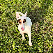 Maya participe au concours pour gagner de l'argent avec cette photo : dog, white_dog, grass, outdoor, pet, animal, tongue_out, sunlight, nature, playful, ears_up, greenery, daylight, canine, cute, fur, ground, muzzle, alert, one_paw_up